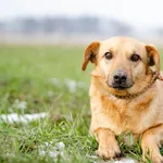 Oddam psa, Olsztyn, 20 marca 2026