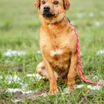 Cudowny Rożek - delikatny, łagodny psiak  