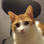 Zaginął kot, Warszawa, 22 marca 2026