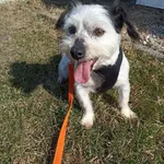 Znaleziono psa, Chojnice, 13 marca 2026