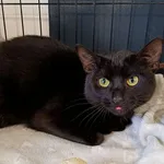 Znaleziono kota, Wałbrzych, 10 marca 2026