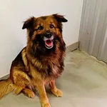 Znaleziono psa, Wałbrzych, 7 marca 2026