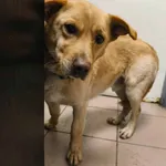 Znaleziono psa, Chojnice, 13 marca 2026