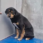 Znaleziono psa, Bydgoszcz, 6 marca 2026