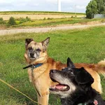 Pies do adopcji, Orzechowce, 8 lutego 2025