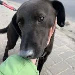 Fuks - ur.ok. 12.2024r.