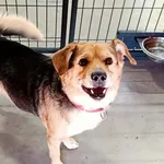 Znaleziono psa, Wałbrzych, 10 marca 2026