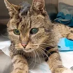 Znaleziono kota, Bydgoszcz, 11 marca 2026