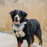 Bella 117/2026