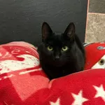 Kot do adopcji, Konin, 15 lutego 2025