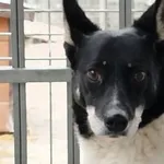 Pies do adopcji, Oborniki, 13 stycznia 2026