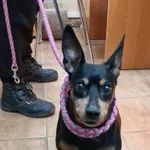 Oskar z Zielonego Wzgórza 100/2026