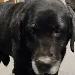 Znaleziono psa, Bydgoszcz, 8 marca 2026