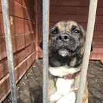 Pies do adopcji, Gorzów Wielkopolski, 22 marca 2026