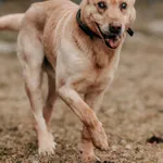 Pies do adopcji, Czartki, 23 marca 2026