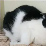 Znaleziono kota, Grudziądz, 10 lutego 2026