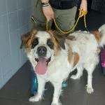 Znaleziono psa, Bydgoszcz, 6 marca 2026