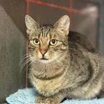 Kot do adopcji, Konin, 6 stycznia 2023