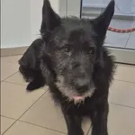 Znaleziono psa, Grudziądz, 23 marca 2026