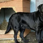 Znaleziono psa, Chojnice, 13 marca 2026