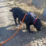 Znaleziono psa, Chojnice, 13 marca 2026