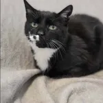 Znaleziono kota, Grudziądz, 16 sierpnia 2025