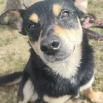 Wczoraj z parku 3-ego maja przygarnęliśmy psa. Piesek widziany w ostatnim czasie w okolicach ulic Narutowicza, Uniwersyteckiej, parku Staszica. Niestety nie jest to nasz pies poszukujemy jego właścici