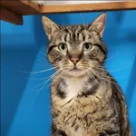 Znaleziono kota, Grudziądz, 11 grudnia 2025