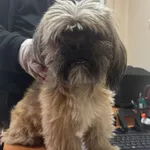 Znaleziono psa, Sosnowiec, 10 marca 2026