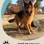 Znaleziono psa, Dąbrówka, 8 marca 2026