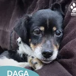 Znaleziono psa, Dąbrówka, 1 kwietnia 2026