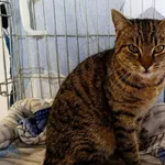 Znaleziono kota, Wałbrzych, 15 marca 2026