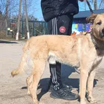 Znaleziono psa, Pieckowo, 13 marca 2026