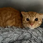 Znaleziono kota, Bydgoszcz, 7 marca 2026