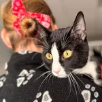 Znaleziono kota, Bydgoszcz, 17 marca 2026