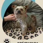 Znaleziono psa, Dąbrówka, 17 marca 2026