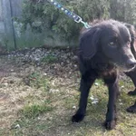 Znaleziono psa, Henrykowo, 16 marca 2026