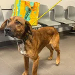 Znaleziono psa, Bydgoszcz, 20 marca 2026