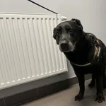 Znaleziono psa, Bydgoszcz, 6 marca 2026