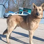 Znaleziono psa, Pieckowo, 13 marca 2026