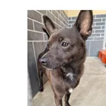 Znaleziono psa, Wrocław, 12 marca 2026