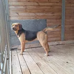 Pies do adopcji, Orzechowce, 23 marca 2026