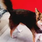 Znaleziono psa, Wałbrzych, 14 marca 2026