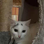 Lyra - ur.ok. 15.09.2025r.