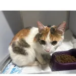 Znaleziono kota, Białystok, 21 marca 2026