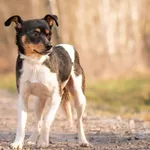 Pies do adopcji, Nowodwór, 22 marca 2026