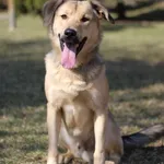 Pies do adopcji, Bydgoszcz, 23 marca 2026