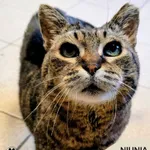 Kot do adopcji, Gdynia, 24 marca 2026