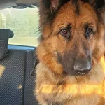 Znaleziono psa, Dąbrowa-Bór, 24 marca 2026