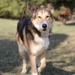 Pies do adopcji, Bydgoszcz, 23 marca 2026